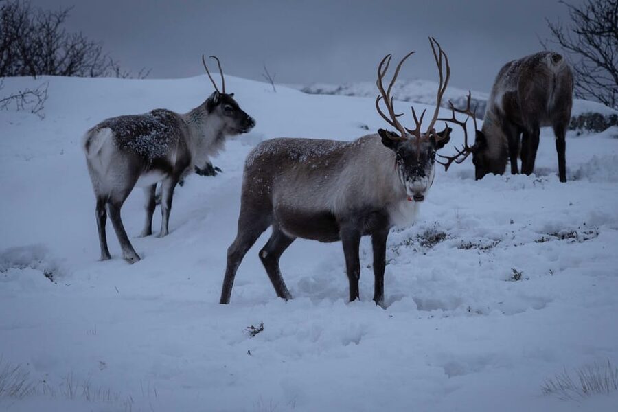 Tromsø: Fjords & Beaches Tour with campfire and Arctic food - Key points to know before booking