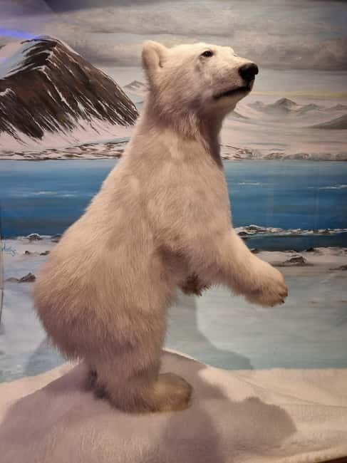 Tromsø: Guided Polar Bear Walk incl. Polaria & Polar Museum - Key points to know before booking