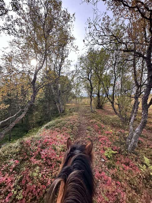 Tromsø: Horseback Riding Tour - What the $215 price gets you