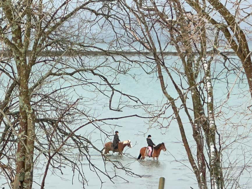 Tromsø: Horseback Riding Tour - Meeting the Lyngshorse, Fjordhorse, and Dølahorse