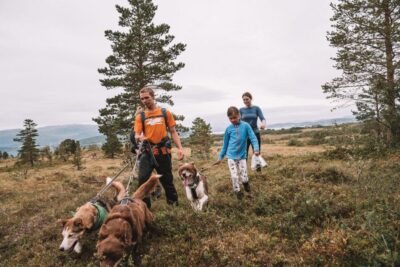 Husky Hike and Puppy Visit with Traditional Lunch