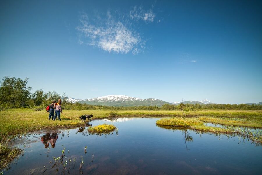 Tromsø: Husky Hike and Puppy Visit with Traditional Lunch - Wildlife and North Norwegian scenery