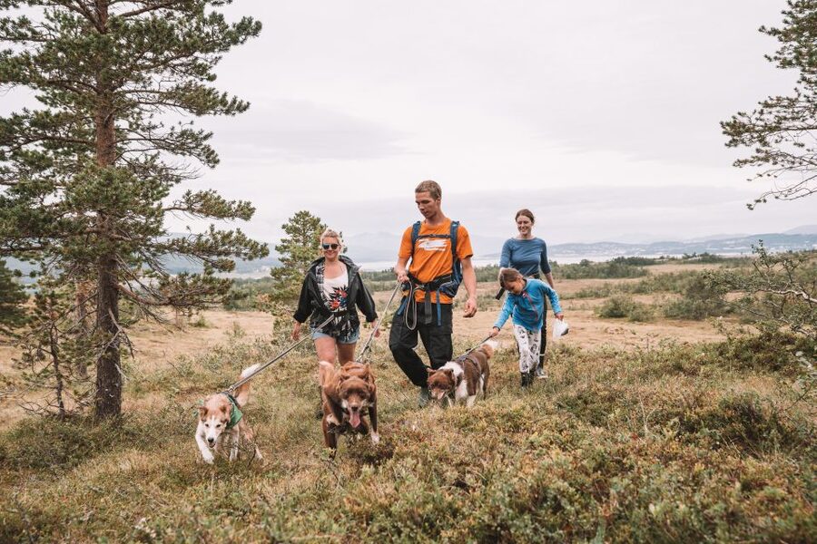 Tromsø: Husky Hike and Puppy Visit with Traditional Lunch - The puppy enclosure and the gentler part of the visit