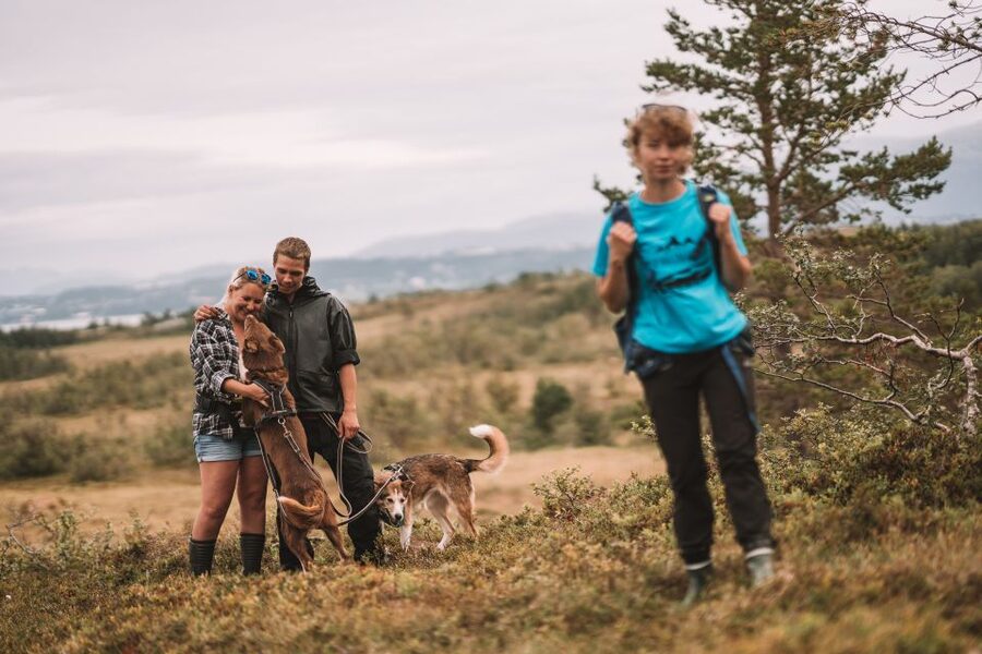 Tromsø: Husky Hike and Puppy Visit with Traditional Lunch - Is $146 a fair price?