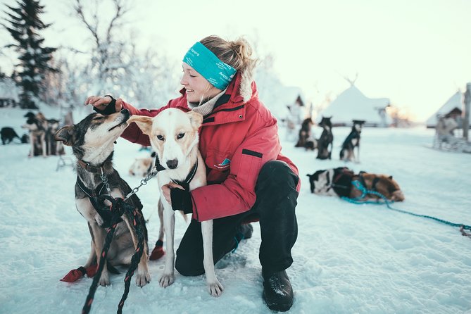 Tromso Husky Self-Drive Sledding with Cake and Drink in Lavvu - Key points to know before booking