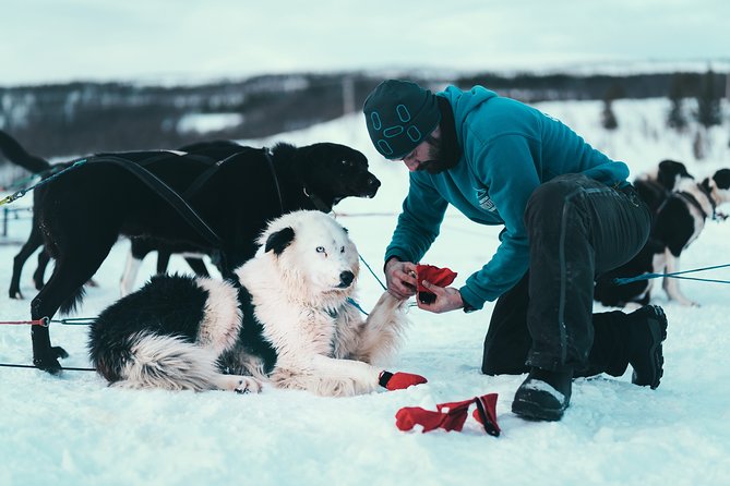Tromso Husky Self-Drive Sledding with Cake and Drink in Lavvu - Thermal suits, transport, and the four-hour schedule