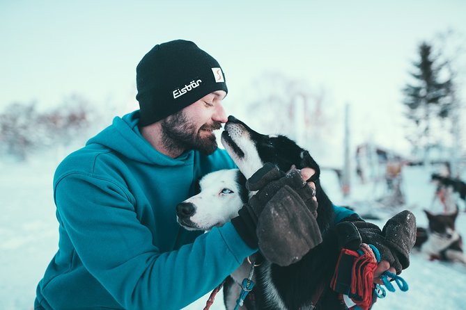 Tromso Husky Self-Drive Sledding with Cake and Drink in Lavvu - Is the $361.68 price fair?