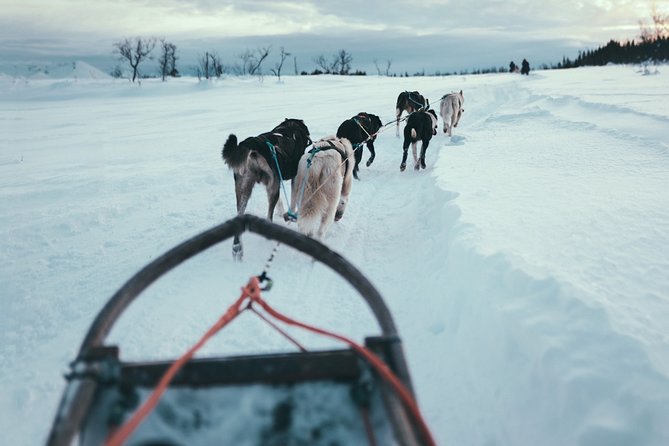 Tromso Husky Self-Drive Sledding with Cake and Drink in Lavvu - Meeting the 130 Alaskan Huskies