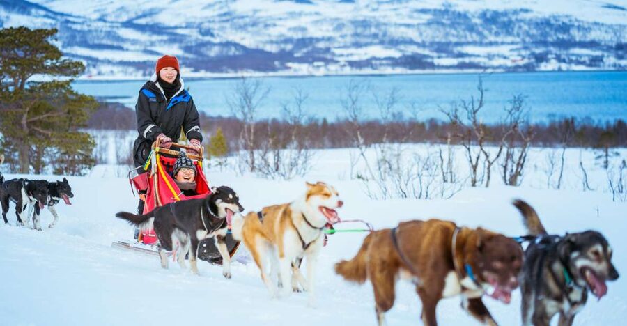 Tromsø: Husky Sled Self-Drive with Traditional Lunch - Why this Tromsø husky tour feels different