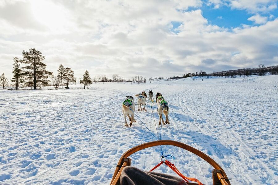 Tromsø: Husky Sled Self-Drive with Traditional Lunch - Bidos, cake, and warmth by the fire