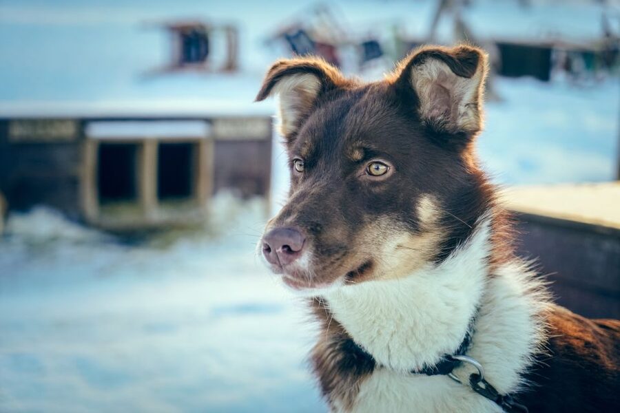 Tromsø: Husky Sled Self-Drive with Traditional Lunch - Is $282 a fair price?