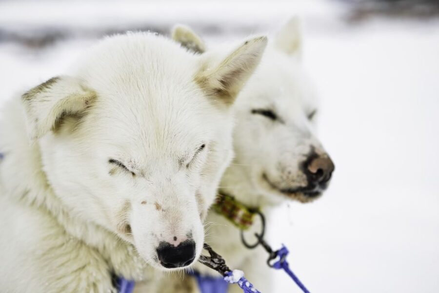 Tromsø: Husky Sled Self-Drive with Traditional Lunch - The 25-minute ride from central Tromsø