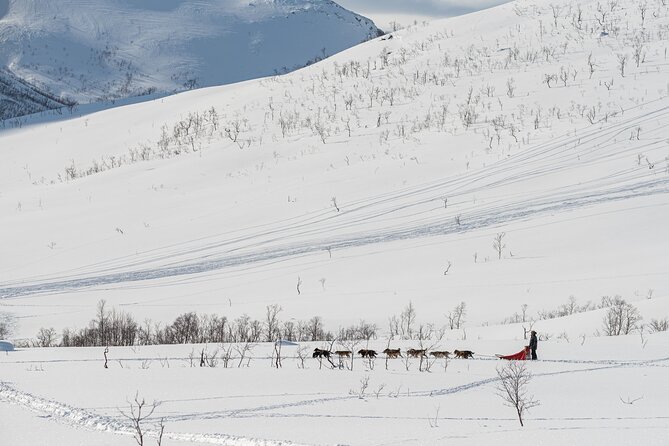Tromsø: Kvaløya & Sommarøy Guided Fjord Tour with Lunch - Guides can shape the whole experience
