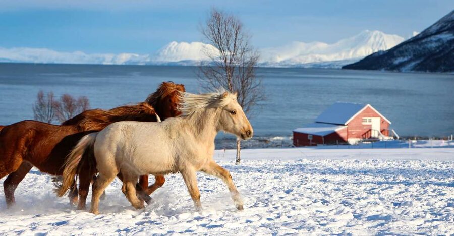 Tromsø: Lyngen Horse Stud Farm Visit - Key points to know before you go
