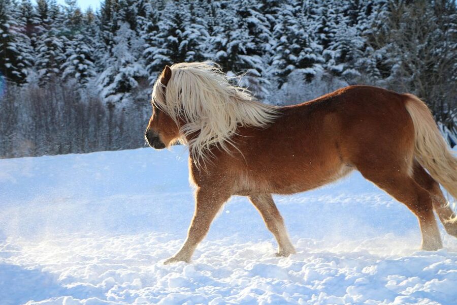 Tromsø: Lyngen Horse Stud Farm Visit - Why the Lyngen horse matters in Northern Norway