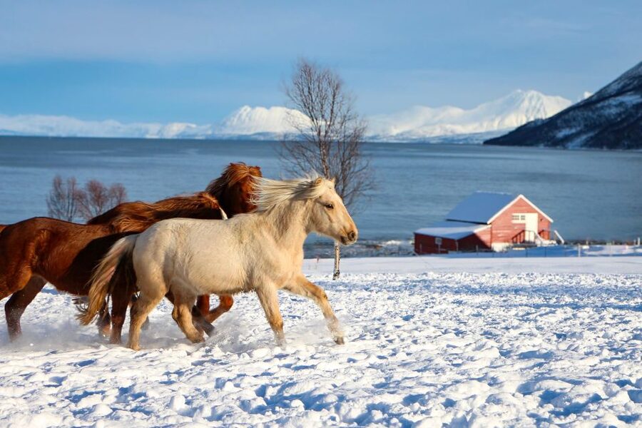 Tromsø: Lyngen Horse Stud Farm Visit - A two-hour visit with real animal contact
