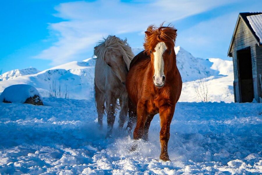 Tromsø: Lyngen Horse Stud Farm Visit - Riding depends on the weather