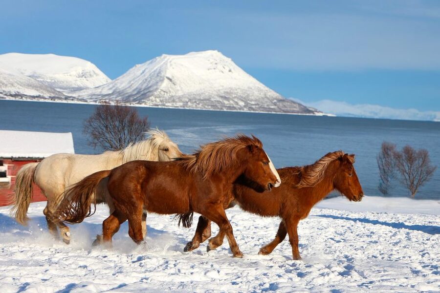 Tromsø: Lyngen Horse Stud Farm Visit - Arriving at Tromsø Lyngshest in Krokelvdalen