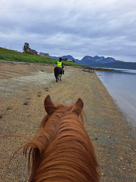 Tromsø: Lyngen Horse Summer Riding Experience - Why the Lyngen horse matters in Tromsø