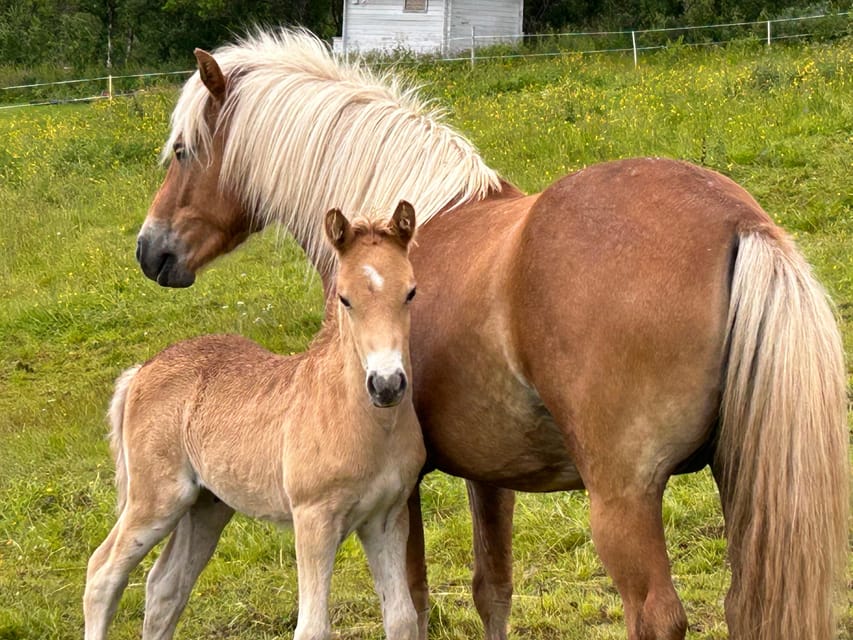 Tromsø: Lyngen Horse Summer Riding Experience - Meeting the herd before you ride