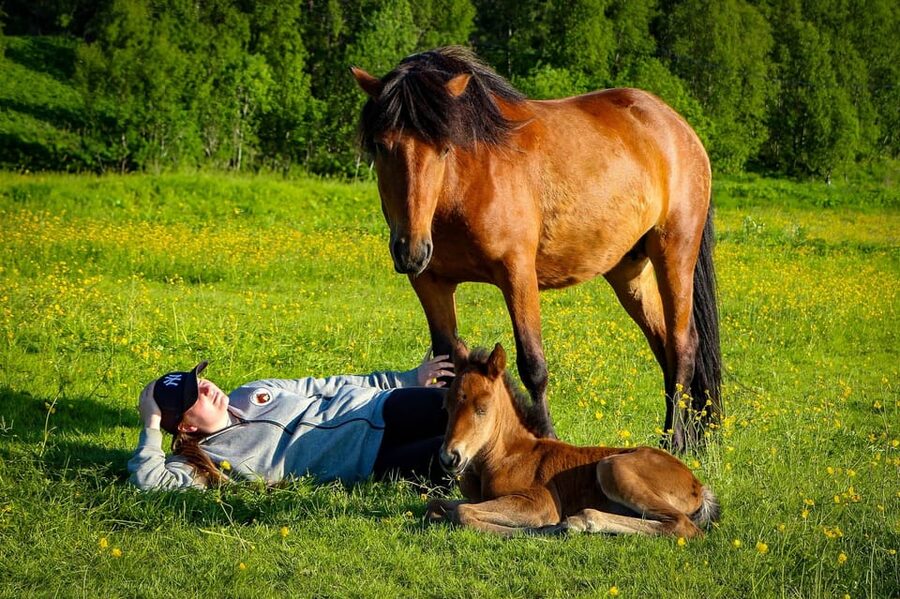 Tromsø: Lyngen Horse Summer Riding Experience - Sixty minutes along the Arctic road