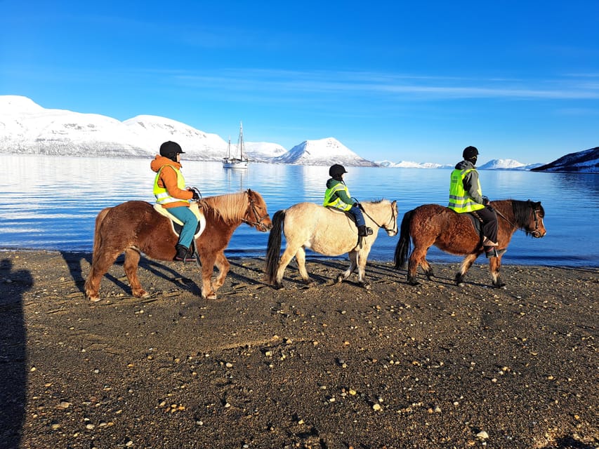 Tromsø: Lyngen Horse Winter Riding Experience - Meeting the Lyngen horses at the farm