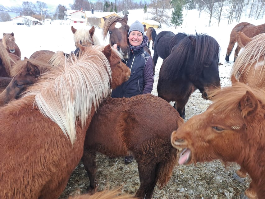 Tromsø: Lyngen Horse Winter Riding Experience - Saddling up for the 60-minute ride