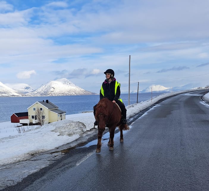 Tromsø: Lyngen Horse Winter Riding Experience - Why the Lyngen breed matters