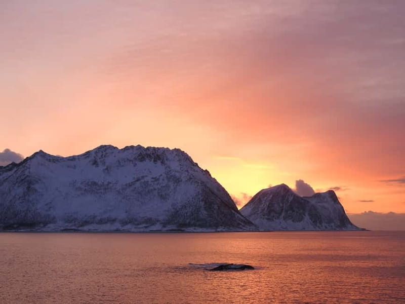 Tromsø: Midnight Sightseeing Cruise All-inclusive - Who will enjoy this cruise most?