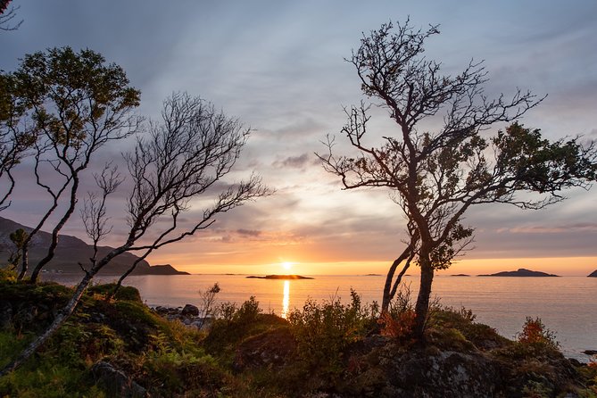 Tromsø: Midnight Sun with Campfire with Wandering Owl - What you eat by the fire