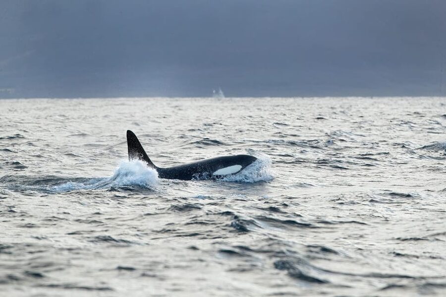 Tromsø: Orca and Whale Watching comfort heated boat Trip - Key details before you book