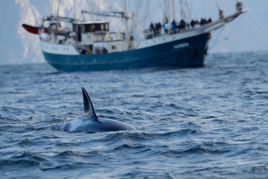 Tromsø: Orca and Whale Watching comfort heated boat Trip - Starting in Tromsø and crossing Northern Norway