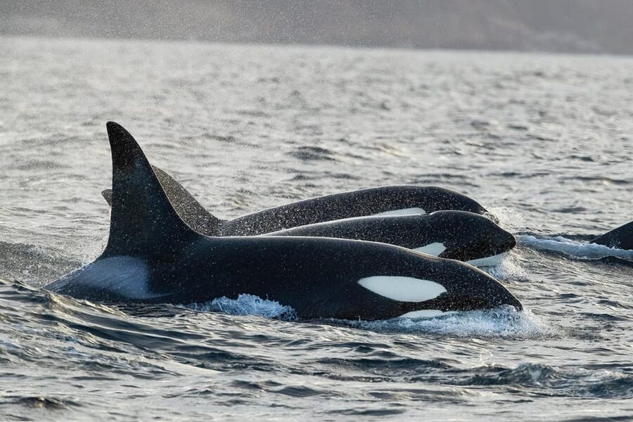 Tromsø: Orca and Whale Watching comfort heated boat Trip - Three hours searching for orcas and whales