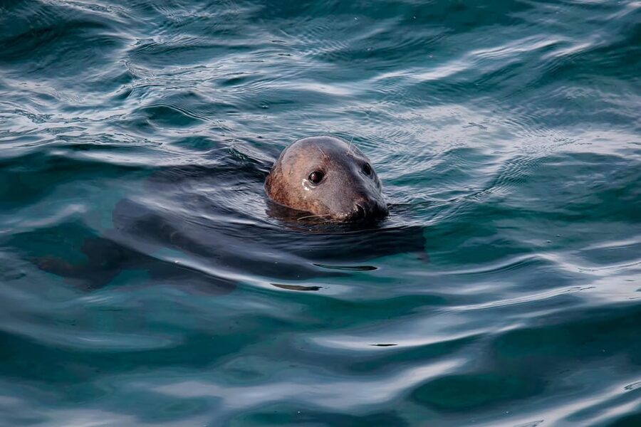 Tromsø: Orca and Whale Watching comfort heated boat Trip - Why the heated boat changes the experience