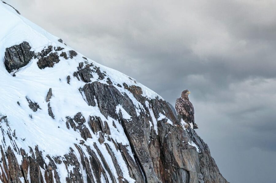 Tromsø: Orca and Whale Watching comfort heated boat Trip - Who will enjoy this trip most