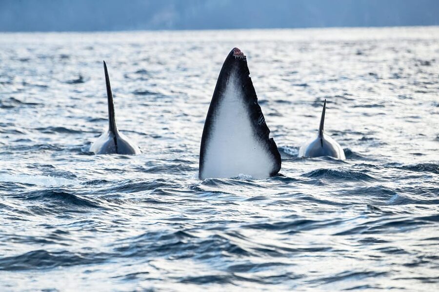 Tromsø: Orca and Whale Watching comfort heated boat Trip - Should you book the Skjervøy whale safari?