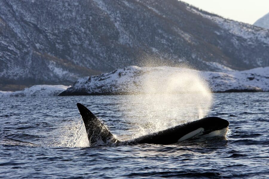 Tromsø: Orca and Whale Watching comfort heated boat Trip - FAQ