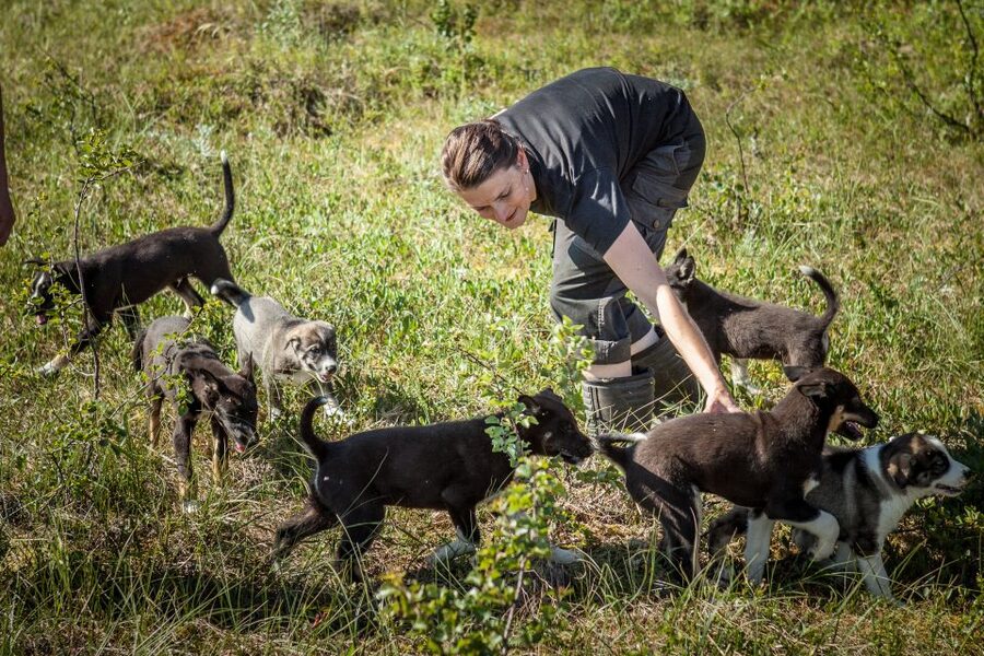 Tromsø: Puppy Training at the Husky Kennel with Lunch - Why this Tromsø husky experience feels different