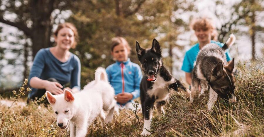 Tromsø: Puppy Training at the Husky Kennel with Lunch - Is $172 good value?