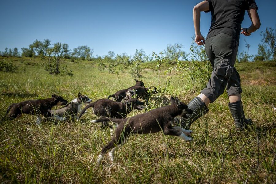 Tromsø: Puppy Training at the Husky Kennel with Lunch - Who should book this experience?