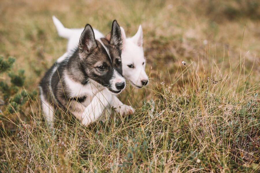 Tromsø: Puppy Training at the Husky Kennel with Lunch - The ride from Tromsø to the kennel