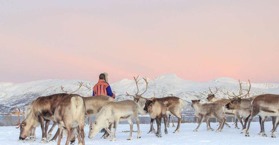 Tromsø: Reindeer Camp and Sami Cultural Tour with Lunch - From Tromsø Havn to the Arctic countryside