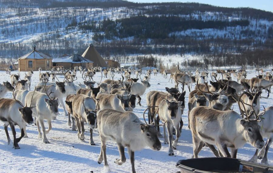 Tromsø: Reindeer Camp and Sami Cultural Tour with Lunch - Meeting the reindeer herd