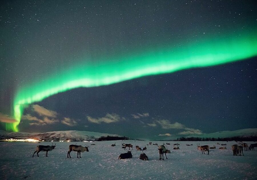 Tromsø: Reindeer Camp Dinner with Chance of Northern Lights - A warm lavvu beside the fire