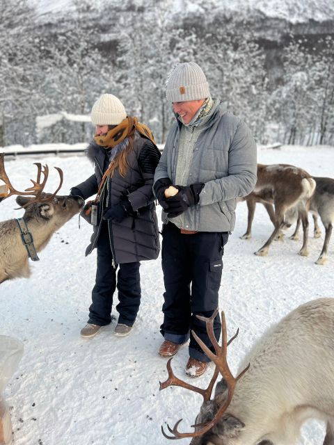 Tromsø: Reindeer Experience at a Sami Camp - Key points before you book