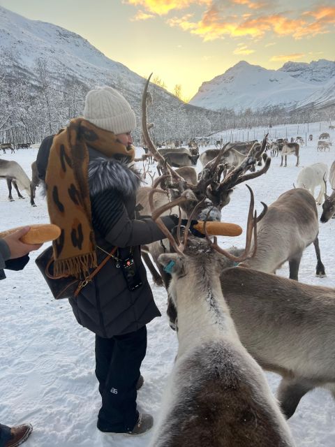 Tromsø: Reindeer Experience at a Sami Camp - Feeding the reindeer