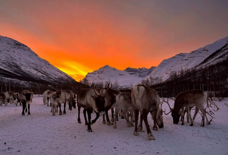 Tromsø: Reindeer Experience at a Sami Camp - Genuine handicrafts and souvenirs