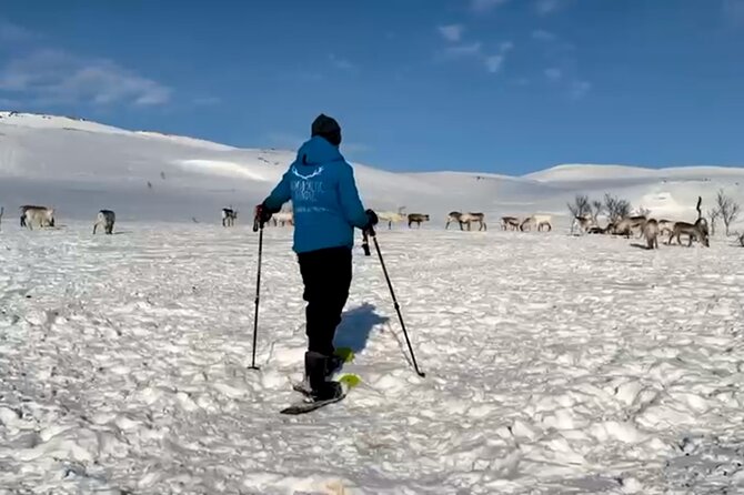 Tromso: Reindeer Feeding and Snowshoeing Tour with Lunch - Choosing between the morning and afternoon departures