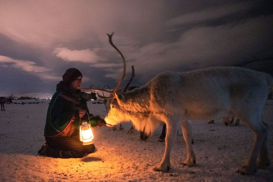 Tromsø: Reindeer Sled, Dinner, and Chance of Northern Lights - Key points to know before you go