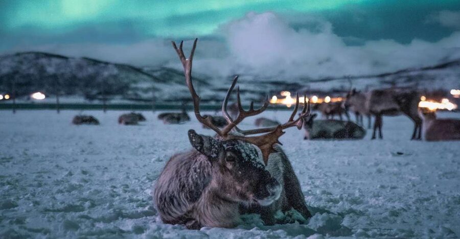 Tromsø: Reindeer Sled, Dinner, and Chance of Northern Lights - The nighttime reindeer sled ride